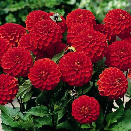 Георгина декоративная низкорослая Melody Bolero (Мелоди Болеро) Георгина декоративная низкорослая Melody Bolero (Мелоди Болеро)