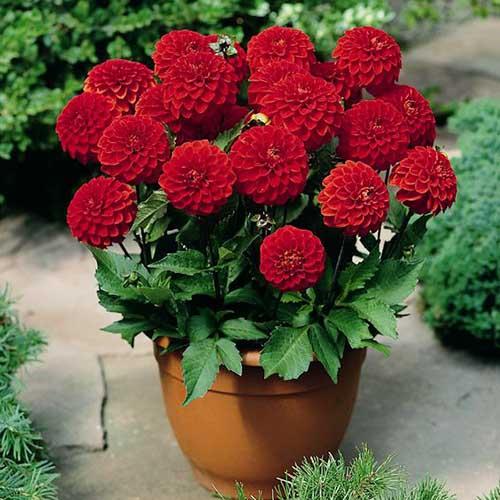 Георгина декоративная низкорослая Melody Bolero (Мелоди Болеро) Георгина декоративная низкорослая Melody Bolero (Мелоди Болеро)