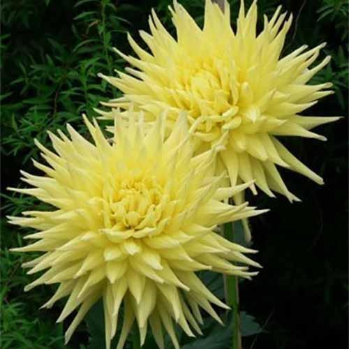 Георгина кактусовая Inland Dynasty (Инланд Дайнести) Георгина кактусовая Inland Dynasty (Инланд Дайнести)