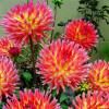 Георгина кактусовая Karma Sangria (Карма Сангрия) Георгина кактусовая Karma Sangria (Карма Сангрия)