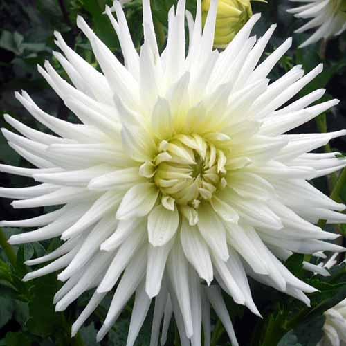 Георгина кактусовая My Love (Май Лов) Георгина кактусовая My Love (Май Лов)