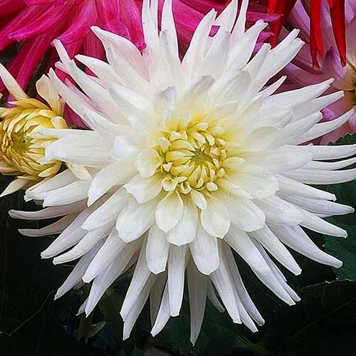 Георгина кактусовая My Love (Май Лов) Георгина кактусовая My Love (Май Лов)