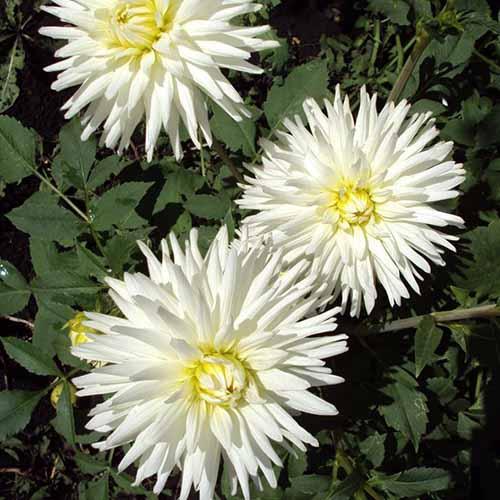 Георгина кактусовая My Love (Май Лов) Георгина кактусовая My Love (Май Лов)