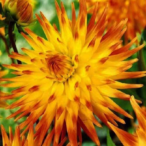 Георгина кактусовая Rising Sun (Райзинг Сан) Георгина кактусовая Rising Sun (Райзинг Сан)