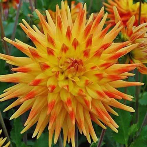 Георгина кактусовая Rising Sun (Райзинг Сан) Георгина кактусовая Rising Sun (Райзинг Сан)