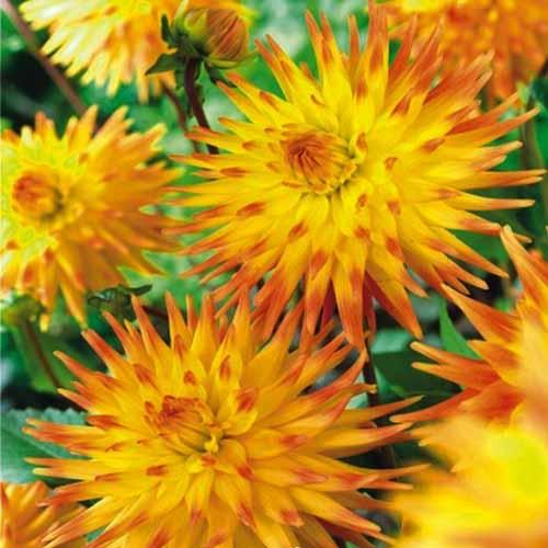 Георгина кактусовая Rising Sun (Райзинг Сан) Георгина кактусовая Rising Sun (Райзинг Сан)