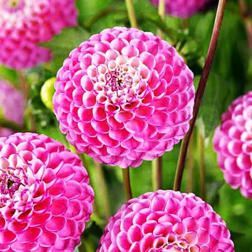 Георгина помпонная Zippity Do Da (Зиппити До Да) Георгина помпонная Zippity Do Da (Зиппити До Да)