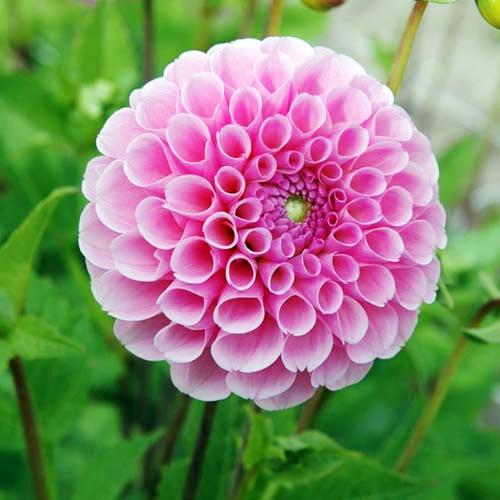 Георгина помпонная Zippity Do Da (Зиппити До Да) Георгина помпонная Zippity Do Da (Зиппити До Да)