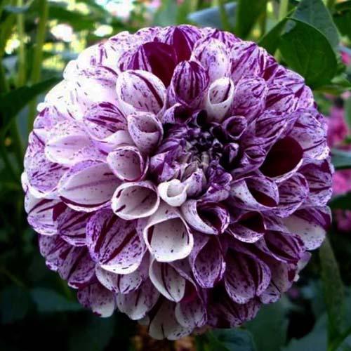 Георгина помпонная Marble Ball (Марбл Болл) Георгина помпонная Marble Ball (Марбл Болл)