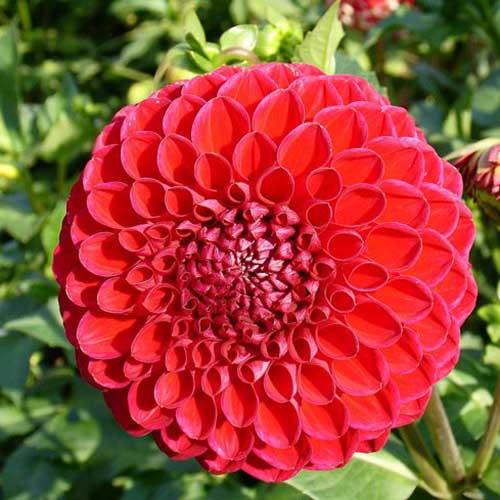 Георгина помпонная Nescio (Несцио) Георгина помпонная Nescio (Несцио)