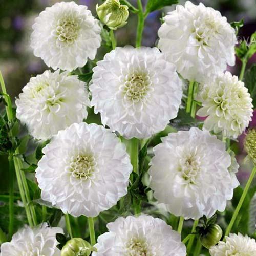 Георгина помпонная Petra's Wedding (Петраз Веддинг) Георгина помпонная Petra's Wedding (Петраз Веддинг)