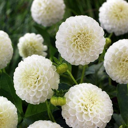 Георгина помпонная Petra's Wedding (Петраз Веддинг) Георгина помпонная Petra's Wedding (Петраз Веддинг)