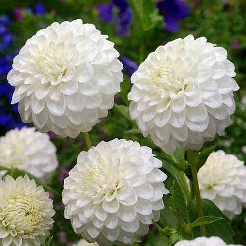 Георгина помпонная Petra's Wedding (Петраз Веддинг) Георгина помпонная Petra's Wedding (Петраз Веддинг)