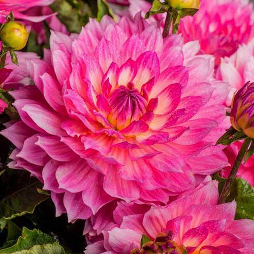 Георгина гэллери Gallery Bellini (Гэллери Беллини) Георгина гэллери Gallery Bellini (Гэллери Беллини)