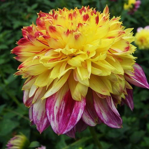 Георгина анемоновидная Boogie Woogie (Буги Вуги) Георгина анемоновидная Boogie Woogie (Буги Вуги)