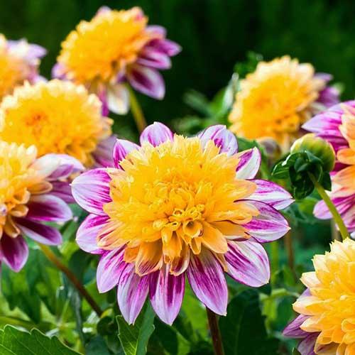 Георгина анемоновидная Boogie Woogie (Буги Вуги) Георгина анемоновидная Boogie Woogie (Буги Вуги)