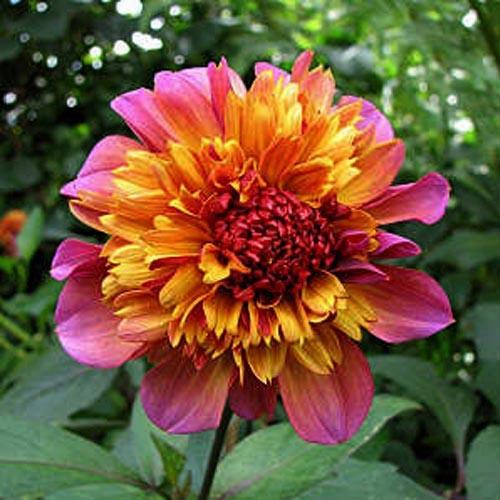 Георгина анемоновидная Floorinoor (Флоринор) Георгина анемоновидная Floorinoor (Флоринор)