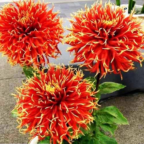 Георгина бахромчатая Show 'n' Tell (Шоу енд Телл) Георгина бахромчатая Show 'n' Tell (Шоу енд Телл)