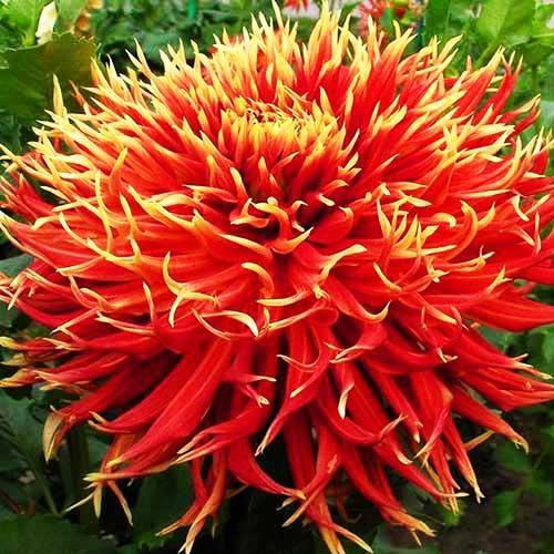 Георгина бахромчатая Show 'n' Tell (Шоу енд Телл) Георгина бахромчатая Show 'n' Tell (Шоу енд Телл)