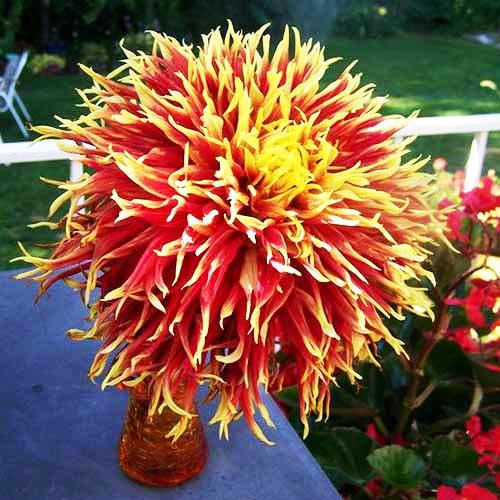 Георгина бахромчатая Show 'n' Tell (Шоу енд Телл) Георгина бахромчатая Show 'n' Tell (Шоу енд Телл)