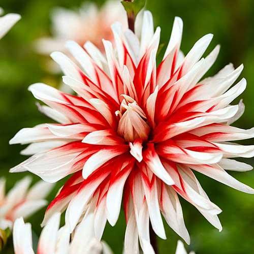 Георгина декоративная Catching Fire (Катчинг Файр) Георгина декоративная Catching Fire (Катчинг Файр)