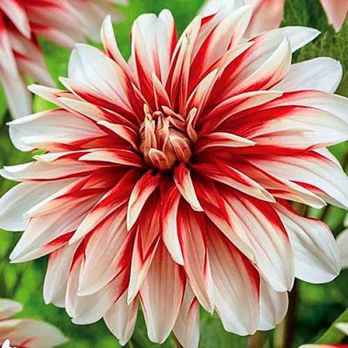 Георгина декоративная Catching Fire (Катчинг Файр) Георгина декоративная Catching Fire (Катчинг Файр)