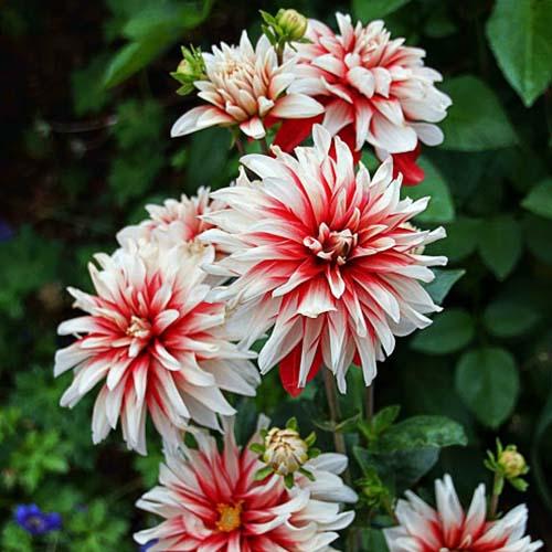 Георгина декоративная Catching Fire (Катчинг Файр) Георгина декоративная Catching Fire (Катчинг Файр)