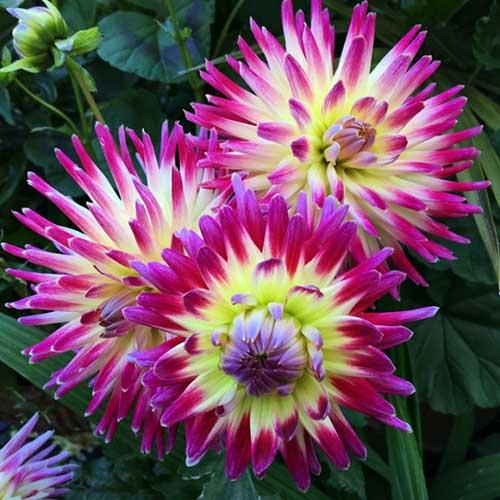 Георгина кактусовая Tahiti Sunrise (Таити Санрайз) Георгина кактусовая Tahiti Sunrise (Таити Санрайз)