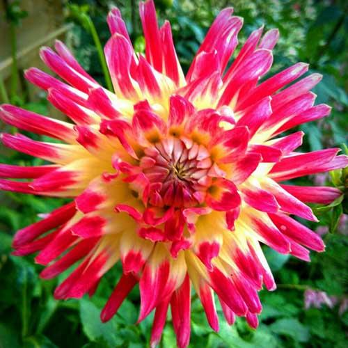 Георгина кактусовая Tahiti Sunrise (Таити Санрайз) Георгина кактусовая Tahiti Sunrise (Таити Санрайз)