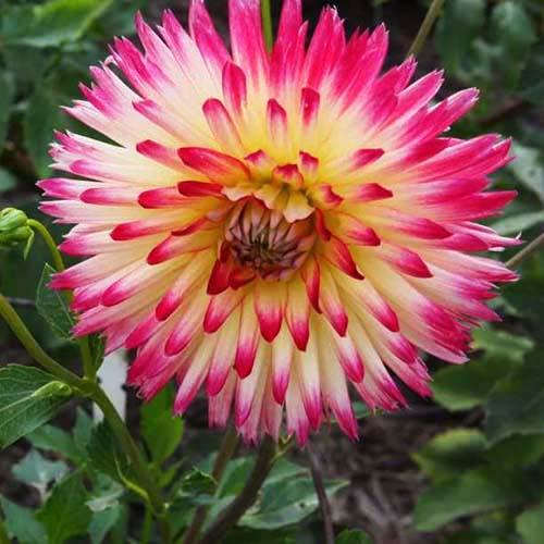 Георгина кактусовая Tahiti Sunrise (Таити Санрайз) Георгина кактусовая Tahiti Sunrise (Таити Санрайз)