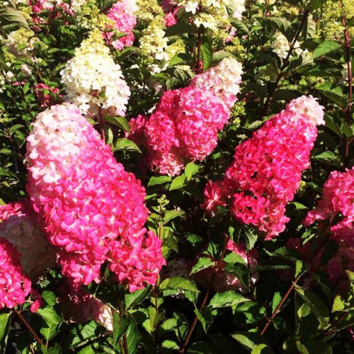 Гортензия метельчатая Fraise Melba (Фрайз Мельба) Гортензия метельчатая Fraise Melba (Фрайз Мельба)