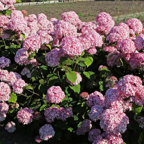 Гортензия древовидная Magical Pinkerbell Гортензия древовидная Magical Pinkerbell