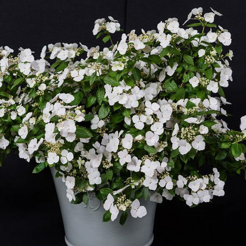 Гортензия крупнолистная Runaway Bride (Ранэвей Брайд) Гортензия крупнолистная Runaway Bride (Ранэвей Брайд)