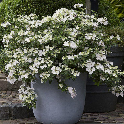 Гортензия крупнолистная Runaway Bride (Ранэвей Брайд) Гортензия крупнолистная Runaway Bride (Ранэвей Брайд)