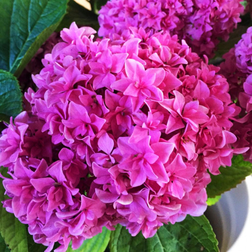 Гортензия крупнолистная You and Me Perfection (Ю энд Ми Перфекшн) Гортензия крупнолистная You and Me Perfection (Ю энд Ми Перфекшн)