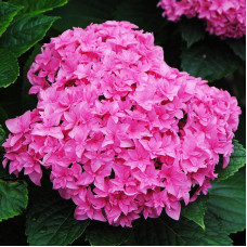 Гортензия крупнолистная You and Me Perfection (Ю энд Ми Перфекшн)