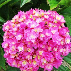 Гортензия крупнолистная You and Me Together (Ю энд Ми Тугезер)