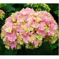 Гортензия крупнолистная You and Me Together