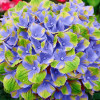 Гортензия крупнолистная Magical Amethyst Blue (Мэджикал Аметист Блю) Гортензия крупнолистная Magical Amethyst Blue (Мэджикал Аметист Блю)