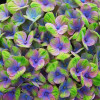 Гортензия крупнолистная Magical Amethyst Blue (Мэджикал Аметист Блю) Гортензия крупнолистная Magical Amethyst Blue (Мэджикал Аметист Блю)