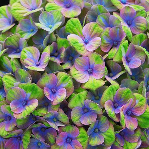 Гортензия крупнолистная Magical Amethyst Blue (Мэджикал Аметист Блю) Гортензия крупнолистная Magical Amethyst Blue (Мэджикал Аметист Блю)