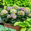 Гортензия крупнолистная Magical Amethyst Blue (Мэджикал Аметист Блю) Гортензия крупнолистная Magical Amethyst Blue (Мэджикал Аметист Блю)