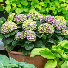 Гортензия крупнолистная Magical Amethyst Blue (Мэджикал Аметист Блю)