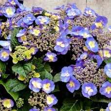 Гортензия крупнолистовая Blueberry Cheesecake (Блубери Чизкейк)