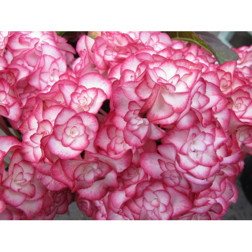 Гортензия крупнолистная You and Me Miss Saori (Ю Энд Ми Мисс Саори) Гортензия крупнолистная You and Me Miss Saori (Ю Энд Ми Мисс Саори)