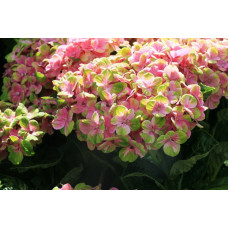 Гортензия крупнолистная Magical Opal Xian