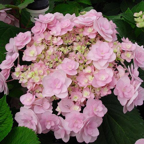 Гортензия крупнолистная You and Me Forever (Ю энд Ми Форевер) Гортензия крупнолистная You and Me Forever (Ю энд Ми Форевер)