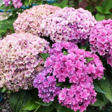 Гортензия крупнолистная You and Me Forever (Ю энд Ми Форевер)