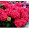 Гортензия крупнолистная Forever Ever Red Гортензия крупнолистная Forever Ever Red