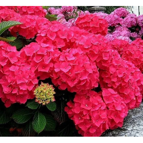 Гортензия крупнолистная Forever Ever Red Гортензия крупнолистная Forever Ever Red